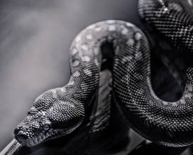 蛇黑白图片