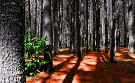 森林树木与影子