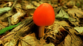 美丽的红色小蘑菇