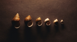 从大到小的蜗牛壳