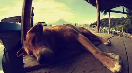 睡在浮桥的狗