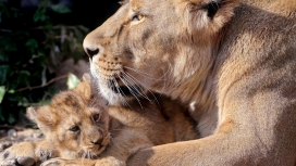 母狮和她的幼崽