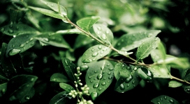 雨后绿叶片