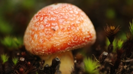 微距下的橙色蘑菇