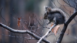 在枯树枝上的灰色小松鼠