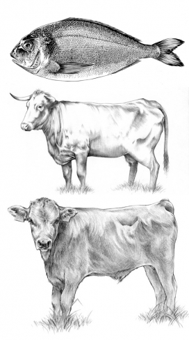 手绘食物插画-包含动物插画-面包食品插画