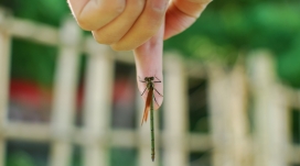 大自然的友谊-落在手掌上的小蜻蜓