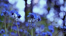 蓝色小花植物壁纸