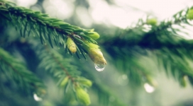 湿云杉树枝上的水滴