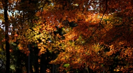 秋天的枫叶林