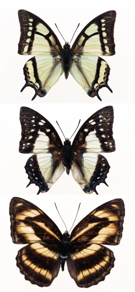 亲近大自然-高清晰美丽蝴蝶标本壁纸