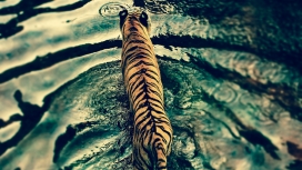 猛虎过江-在水里面的美丽老虎