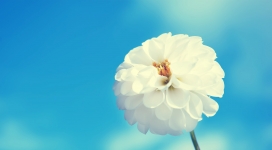 蓝色虚幻背景下的白色花