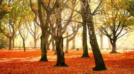 温暖的阳光-树林中的红色落叶