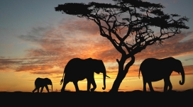 夕阳下的大草原大象