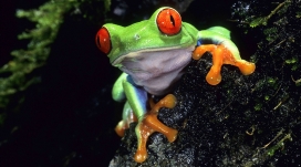 准备跳跃的漂亮红眼树蛙