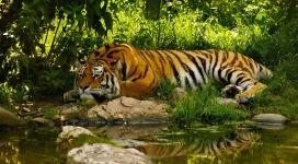 卧虎-睡在河边休息的老虎