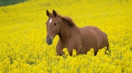 奔跑在一片黄色油菜花中的骏马