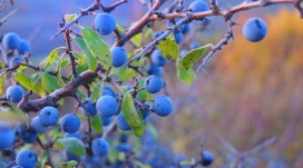 野性蓝莓壁纸
