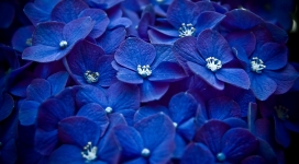 蓝色花瓣壁纸