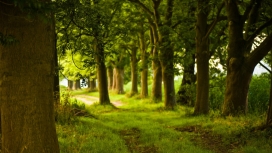 漂亮的绿色树林公园壁纸