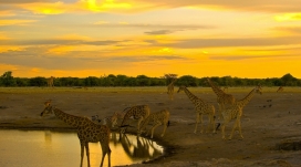 野生动物长颈鹿在喝水
