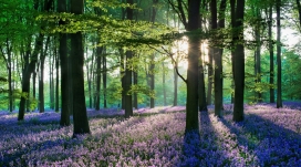 紫林花木场自然壁纸