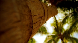 仰拍的棕榈树干