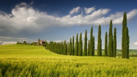 意大利田埂绿色植被壁纸