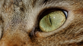 猫眼壁纸