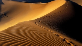 金色沙漠步道