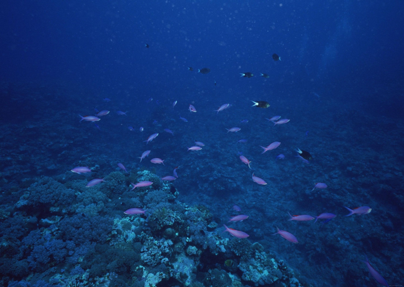 高清晰海底珊瑚礁群鱼壁纸