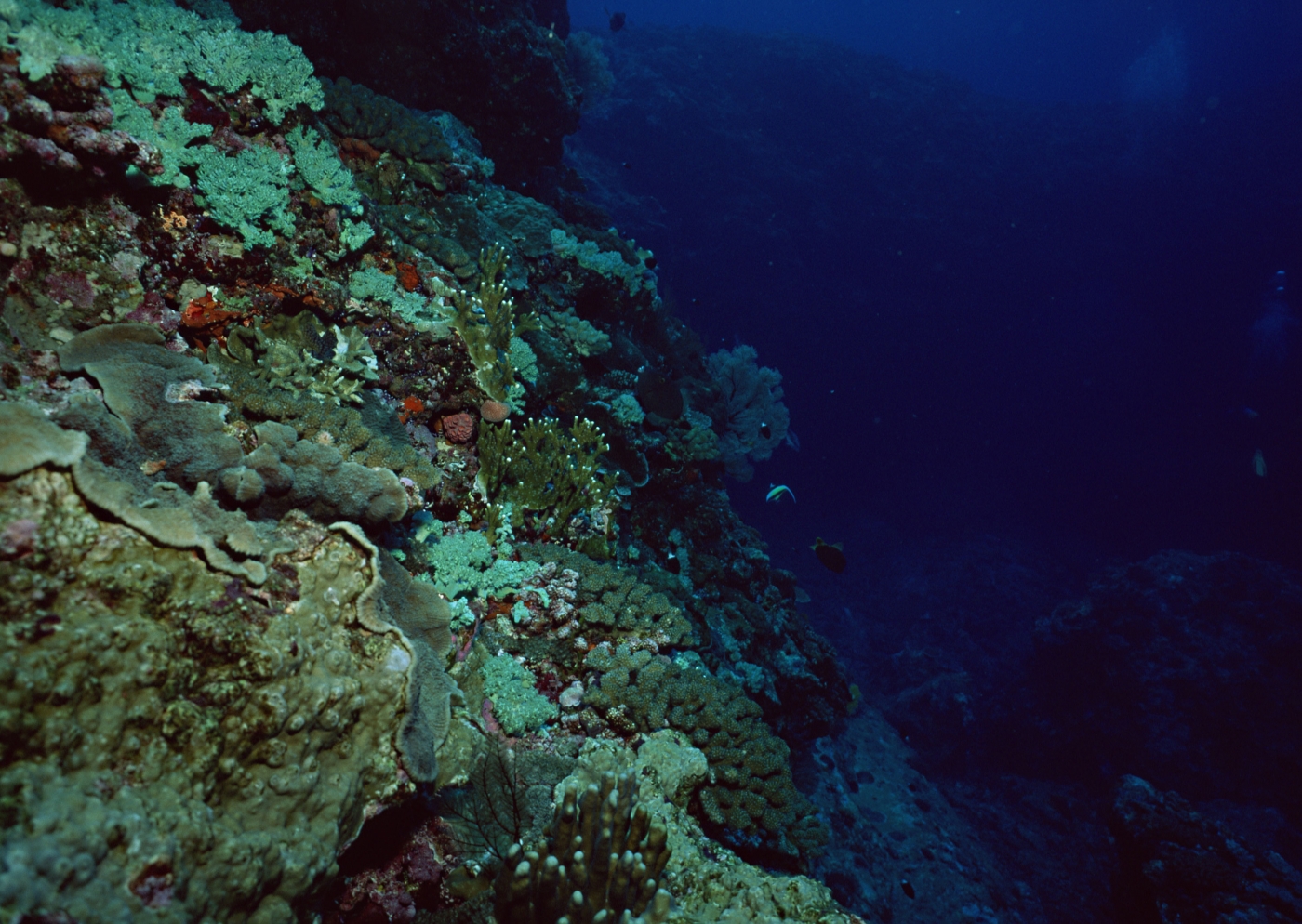 高清晰海底珊瑚礁鱼群壁纸
