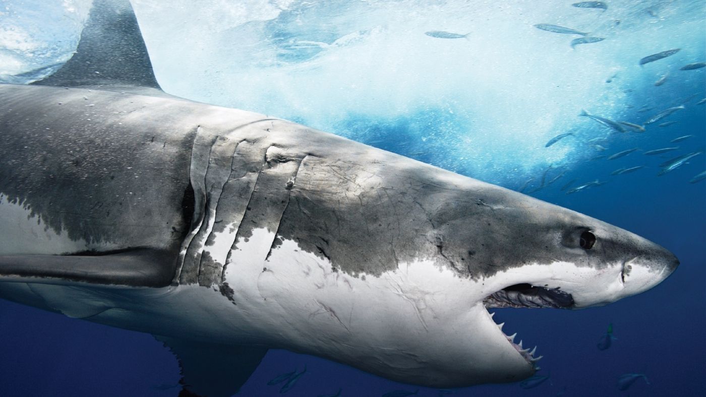 当前位置:网站首页 - 图库素材 - 艺术摄影 高清晰深海张嘴的大鲨鱼