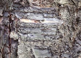 高清晰裂痕大树壁纸