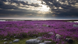 乌云天空下的紫色花
