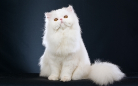高清晰白毛茸茸的猫
