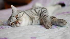 床上的虎猫