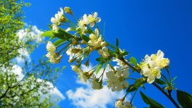 春天的花树
