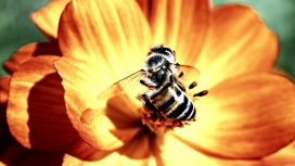 黄花蜜蜂壁纸