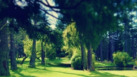 绿色森林公园
