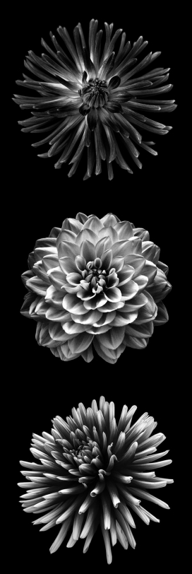 Presence-花卉黑白照片