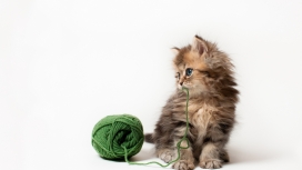 玩绿色毛线球的小猫咪