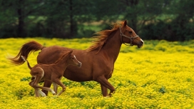 奔跑的骏马与马驹