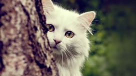 躲在树后的白猫