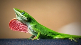 漂亮的红冠绿色变色龙蜥蜴