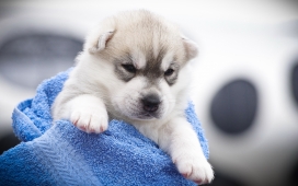 趴在蓝色浴巾上的白色小狗狗
