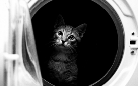 被关在洗衣机的黑猫
