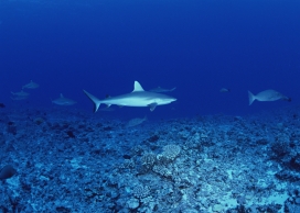 珊瑚岛蓝海礁石鲨鱼壁纸