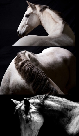 Horses-质感骏马黑白图片摄影